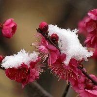 梅花微信头像最吉利(优选18张)