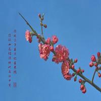 梅花微信头像最吉利(优选18张)