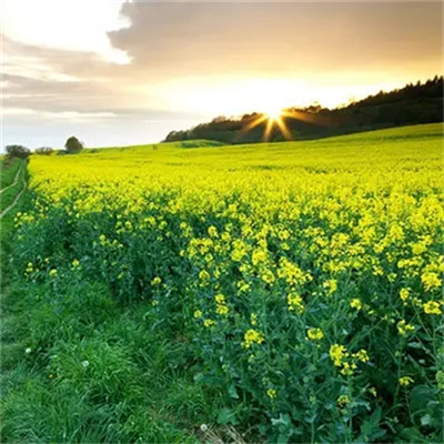 2023最新版风景花朵微信头像(优选24张)