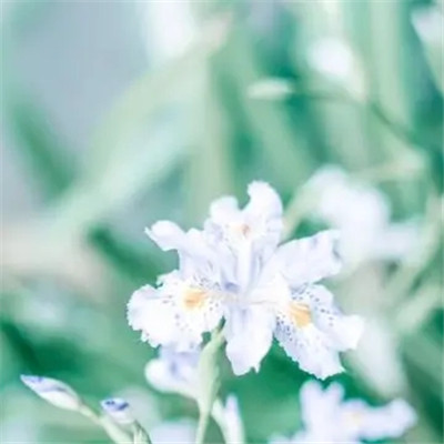2023最新版风景花朵微信头像(优选24张)
