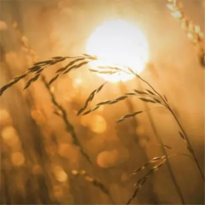 2023最新版风景花朵微信头像(优选24张)