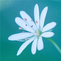 抖音头像风景或花草(优选18张)