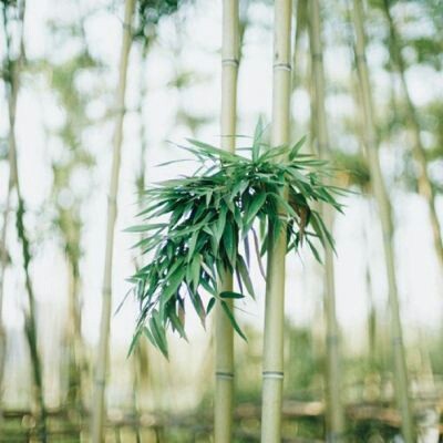 抖音头像风景或花草(优选18张)