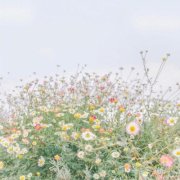 适合中年女老师头像微信(精选16张)