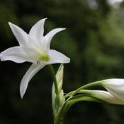 百合花微信头像(共18张)
