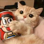 qq头像小猫超可爱头像(优选22张)
