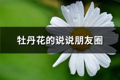 牡丹花的说说朋友圈(通用92句)