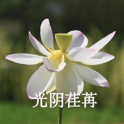适合老年人的头像(16张)