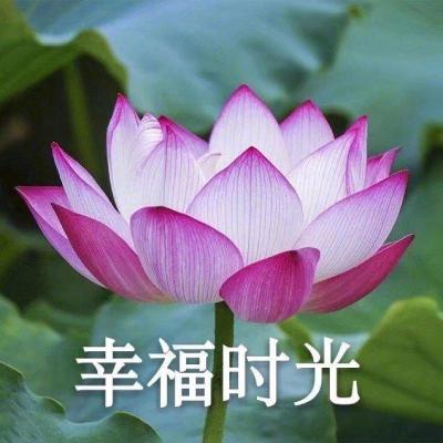 网上很火的老人头像(共16张)