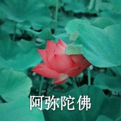 网上很火的老人头像(共16张)