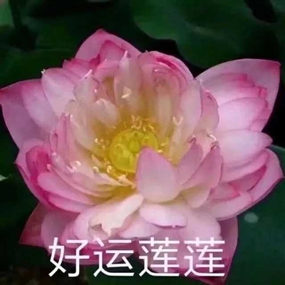 网上很火的老人头像(共16张)
