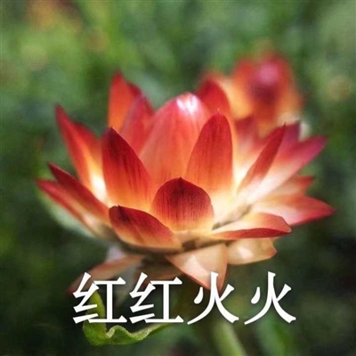 网上很火的老人头像(共16张)