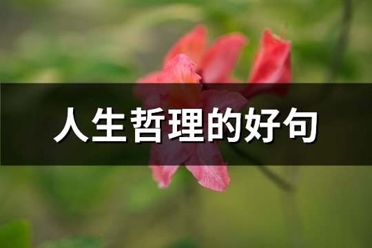 人生哲理的好句(85句) 人生哲理的好句(85句)