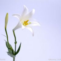 2024唯美头像百合花(精选16张)