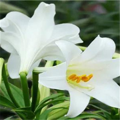 2024唯美头像百合花(精选16张)