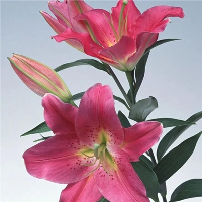 2024唯美头像百合花(精选16张)