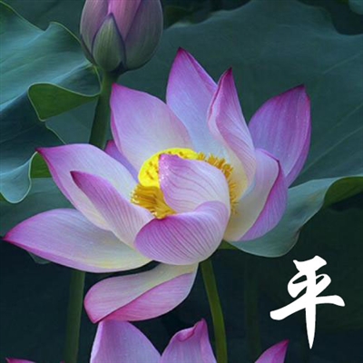 适合老年人身体健康的微信头像(16张)