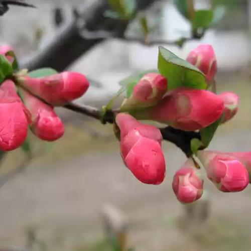 2024最好看的微信花朵头像(共16张)