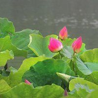 适合老年人的女头像(共12张)