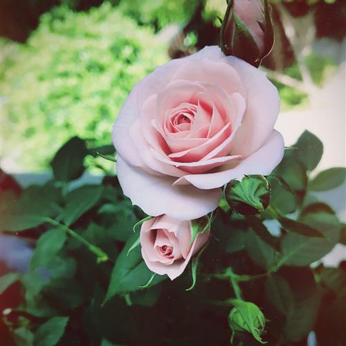 女中老年的微信花头像(精选12张)