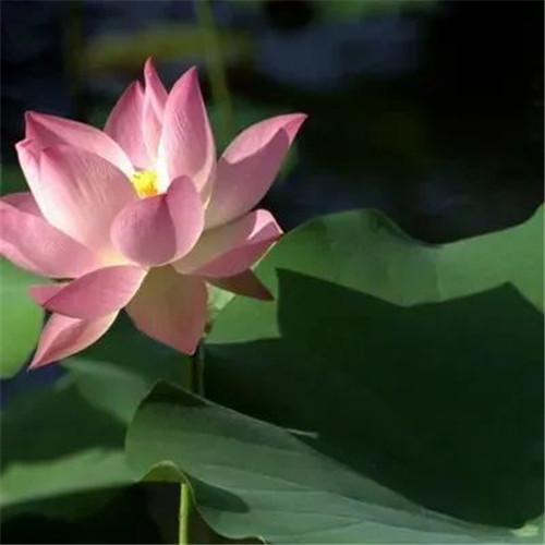 老年人花朵头像图片大全(12张)