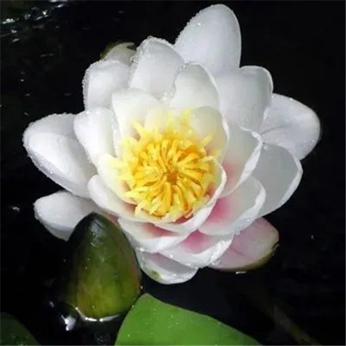 老年人花朵头像图片大全(12张)