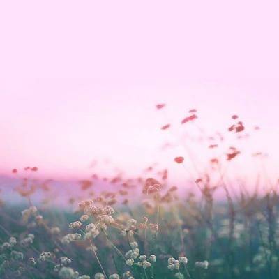 女中老年的微信花头像(精选12张)