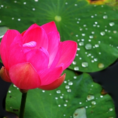 女中老年的微信花头像(精选12张)