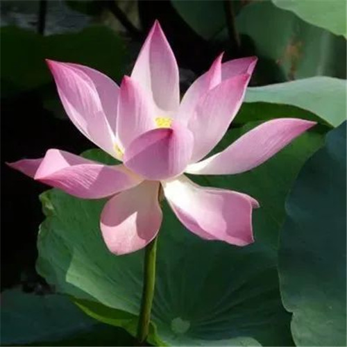 老年人花朵头像图片大全(12张)