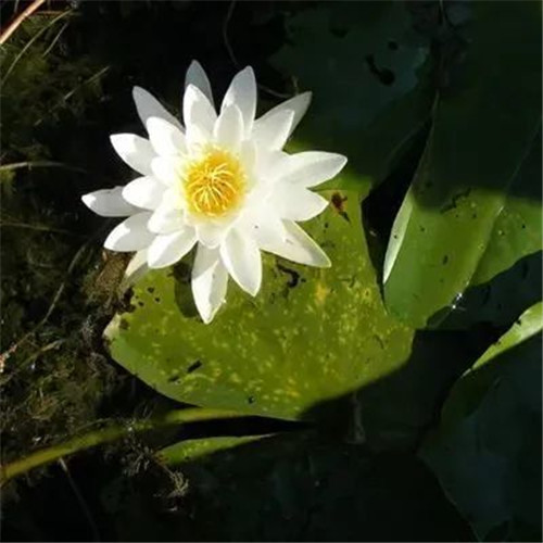 老年人花朵头像图片大全(12张)