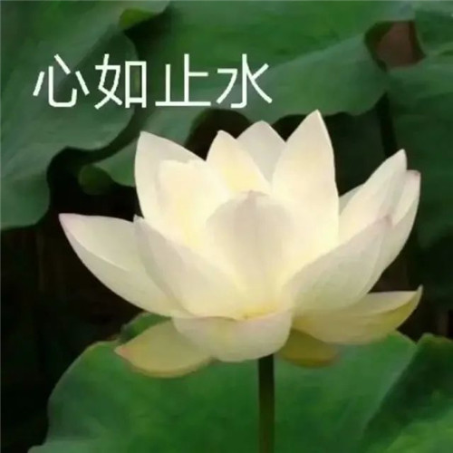老年人花朵头像图片大全(12张)