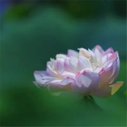 老年人花朵头像图片大全(12张)