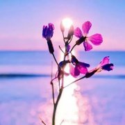 2024年旺运又旺财的微信头像女(优选12张)