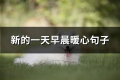 新的一天早晨暖心句子(精选36句)