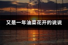 又是一年油菜花开的说说(精选39句)