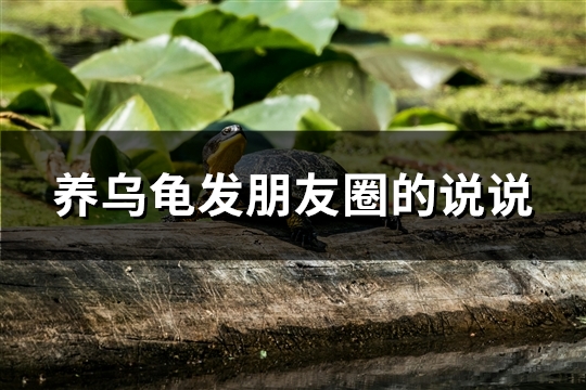 养乌龟发朋友圈的说说